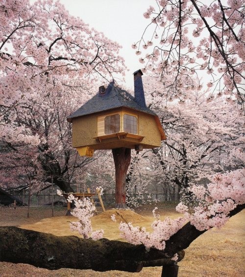 Photo:  Fujimori Tea (Tree) House 